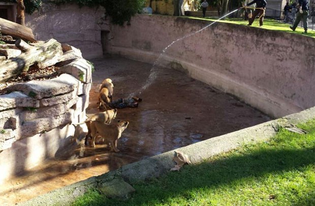 Homem foi atacado por leões ao descer em fosso onde ficam os animais em zoológico na Espanha (Foto: Reprodução/Twitter/ElAdrixMC_YT)