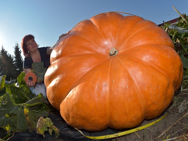 Silvia Manteuffel cultiva na horta de sua casa uma abóbora de cerca de 260 quilos (Foto: Patrick Pleul/DPA/AFP)