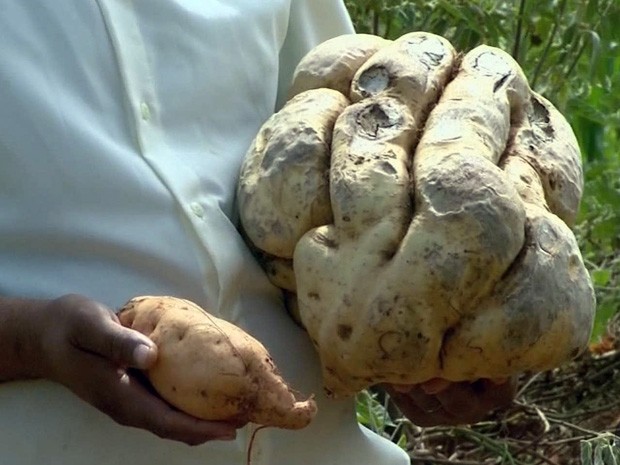 Batata doce colhida em Monte Santo de Minas pesa 11 quilos (Foto: Luciano Tolentino / EPTV)