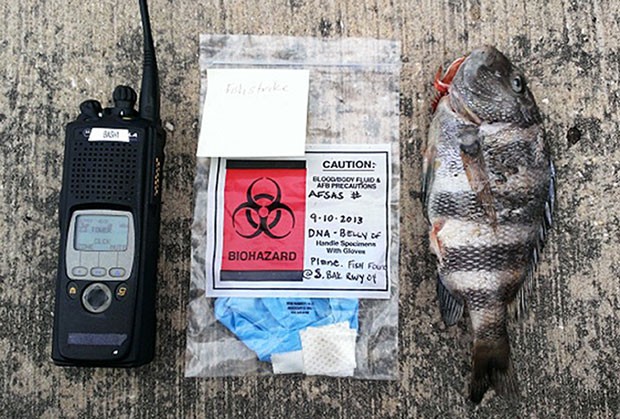 Peixe caiu das garras de uma águia e se chocou contra o avião (Foto: MacDill Air Force Base/AP)