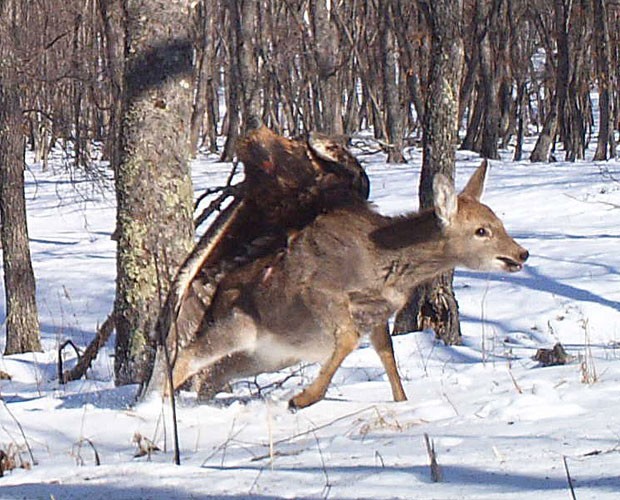 Câmera flagrou águia capturando um veado (Foto: The Zoological Society of London/AP)