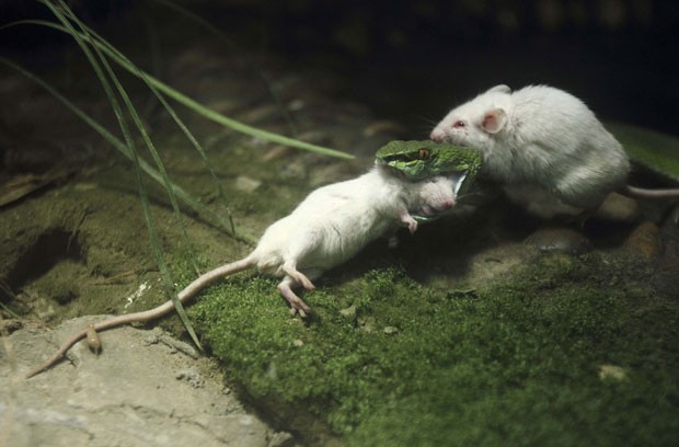 Camundongo tentou impedir cobra de devorar outro camundongo  (Foto: Reuters)