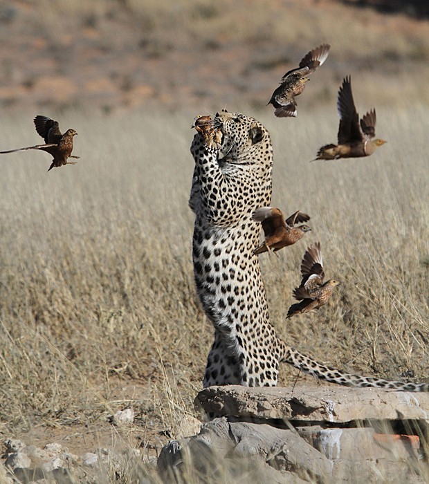 Leopardo salta para capturar ave em parque africano. (Foto: Caters)