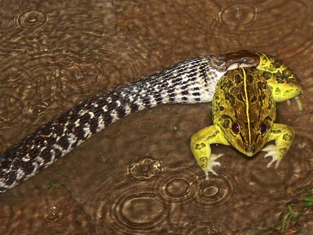 Uma cobra foi flagrada devorando um sapo na cidade indiana de Kochi. A cena foi fotografada nesta terça-feira (25). (Foto: Sivaram V. /Reuters)