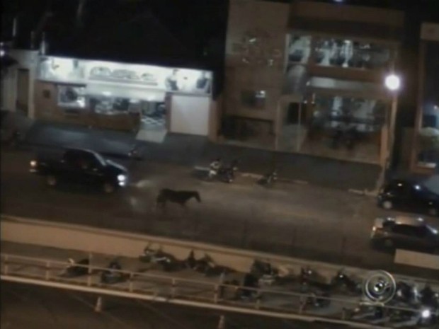 Motoristas tiveram que desviar do animal (Foto: Reprodução / TV TEM)