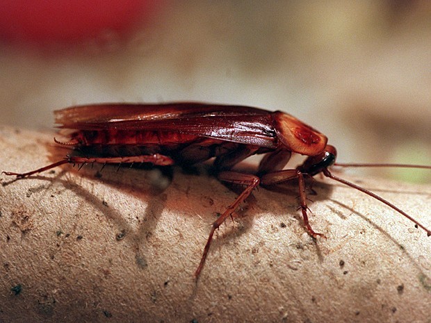 Barata de 2 cm entrou no ouvido de australiano (Foto:  Stephanie Pilick/DPA/DPA/Arquivo AFP)