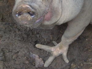 Patas de poco lembram &#39;pés de galinha&#39; (Foto: Afonso/ VC no G1 ES)