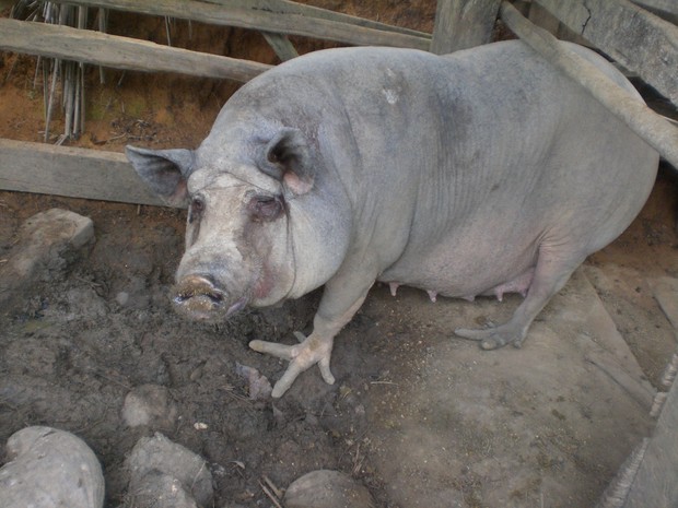 Porcos com pés de galinha são encontrados no ES (Foto: Afonso Carlos da Silva/ Você no G1)