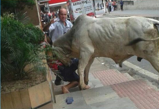 Boi atacou pedrestes em ruas do centro da cidade de Cachoeiro. (Foto: Reprodução/TV Gazeta)