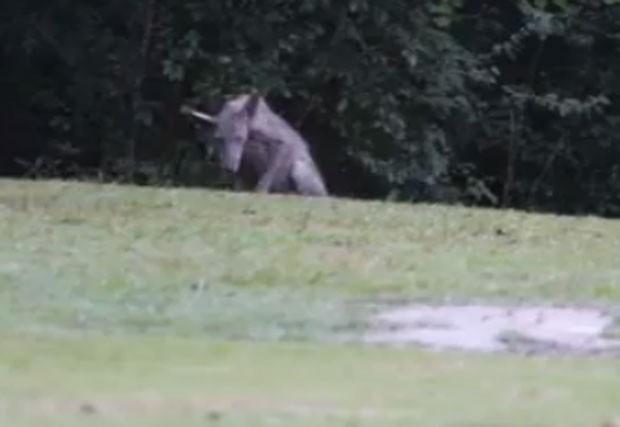 Moradores se assustaram após criatura estranha ser filmada no estado do Mississippi (Foto: Reprodução/YouTube/Ross Whitfield)