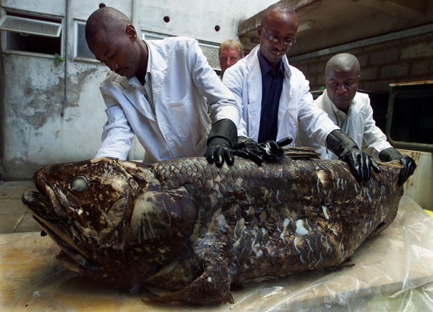 Imagem de 2011 mostra membros do Museu Nacional do Quênia observando um celacanto de 1,75 metro e 77 quilos, que foi capturado por pescadores quenianos na cidade costeira de Malindi em abril de 2001 (Foto: Simon Maina/AFP)