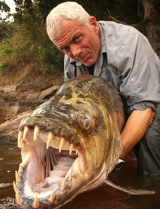 Biólogo britânico Jeremy Wade segura exemplar de peixe-tigre-golias (Foto: Caters)