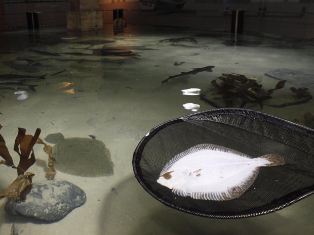 Peixe albino foi capturado por pescadores britânicos em 2010 (Foto: Nick Obank/Barcroft Media/Getty Images)