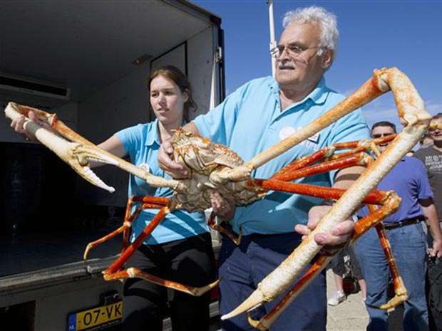 Exemplar de caranguejo-gigante japonês, encontrado no Oceano Pacífico no ano de 2009. A idade do animal é estimada em 40 anos. Conhecido como 'crabzilla', o animal está em turnê pelo mundo e passa pela cidade de Scheveningen, na Holanda, no momento. (Foto: AFP PHOTO / ANP / MARCEL ANTONISSE )