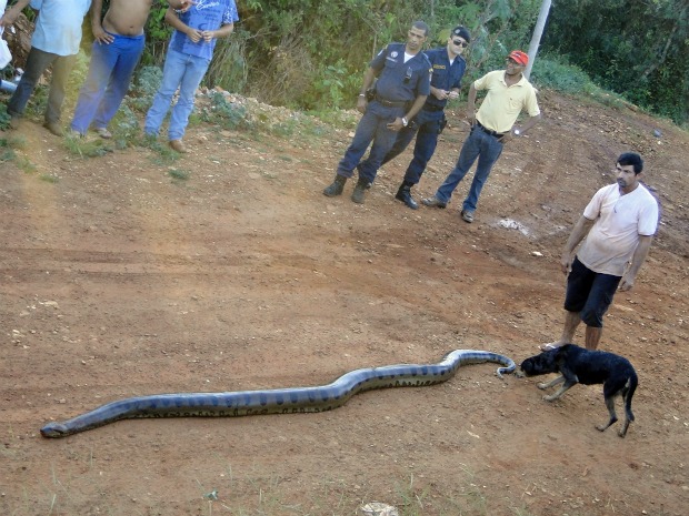 Sucuri é encontrada às margens de córrego em MS (Foto: Suzana Vanessa/Idest)