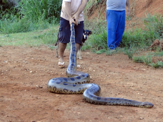 Sucuri é encontrada às margens de córrego em MS (Foto: Suzana Vanessa/Idest)