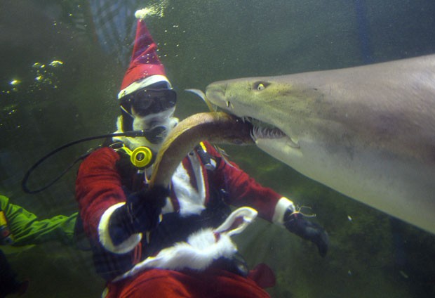 Um mergulhador fantasiado de Papai Noel foi fotografado alimentando um tubarão em um santuário de vida marinha em Sydney, na Austrália, nesta quarta-feira (18) (Foto: Saeed Khan/AFP)