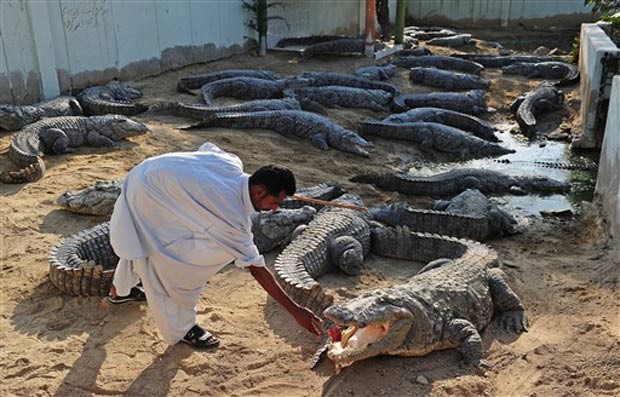 Tratador alimenta crocodilo na boca. (Foto: Carl de Souza/AFP)