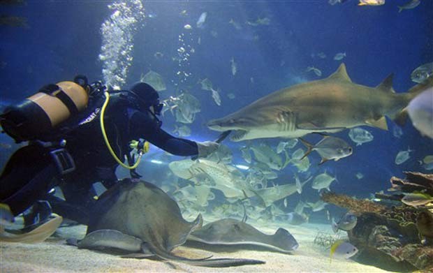 Mergulhador se arrisca e alimenta um tubarão na boca no aquário Tropicarium em Budapeste, na Hungria. (Foto: Attila Kisbenedek/AFP)