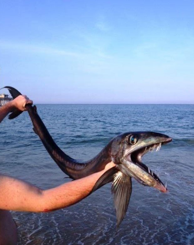  Raro peixe-cavalo (Alepisaurus ferox) foi flagrado no cais de Jennette, em Nags Head (Foto: Reprodução/Twitter/N.C. DENR)