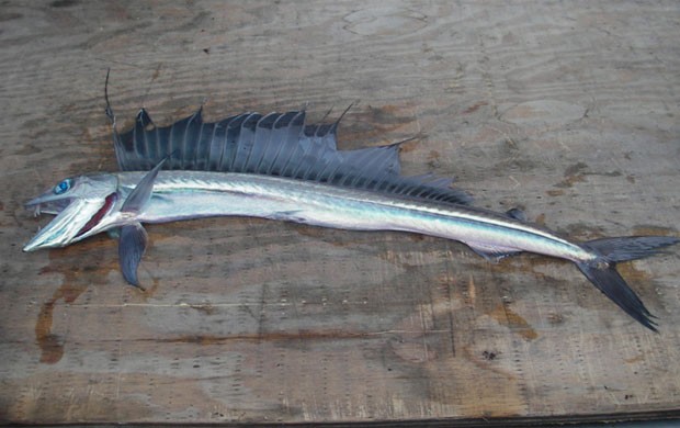 Foto de 2006 mostra raro peixe-cavalo (Foto: Divulgação/NOAA)