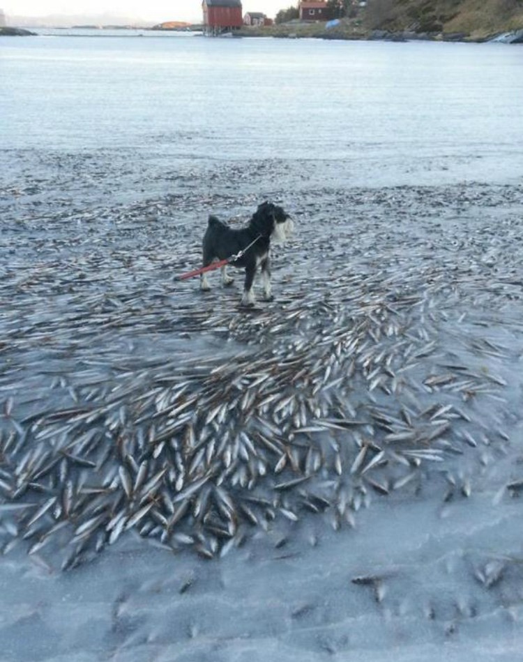 cao_peixes_noruega_planeta_bicho (Foto: Ingolf Kristiansen)