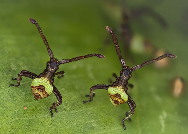 Imagem mostra "insetos irmãos" que mediam apenas 3 mm e tinham somente 2 horas de vida no momento do registro fotográfico  (Foto: Divulgação/Kurt Wirz/2013 Olympus BioScapes Digital Imaging Competition)